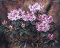 Rowy rododendron