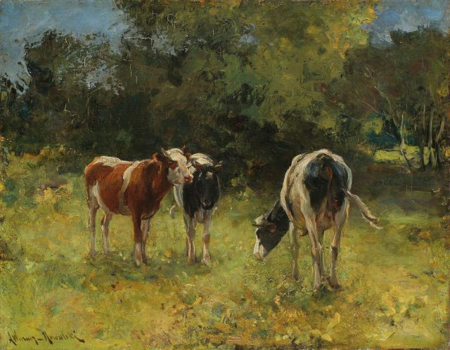 Cows in a Paddock