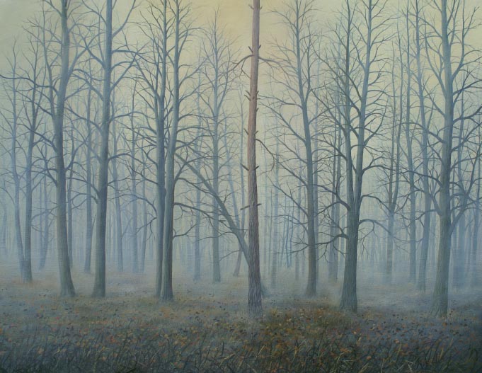 Forest in Fog