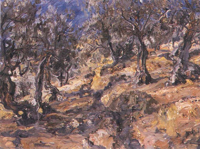 Olive Grove in Calabria
